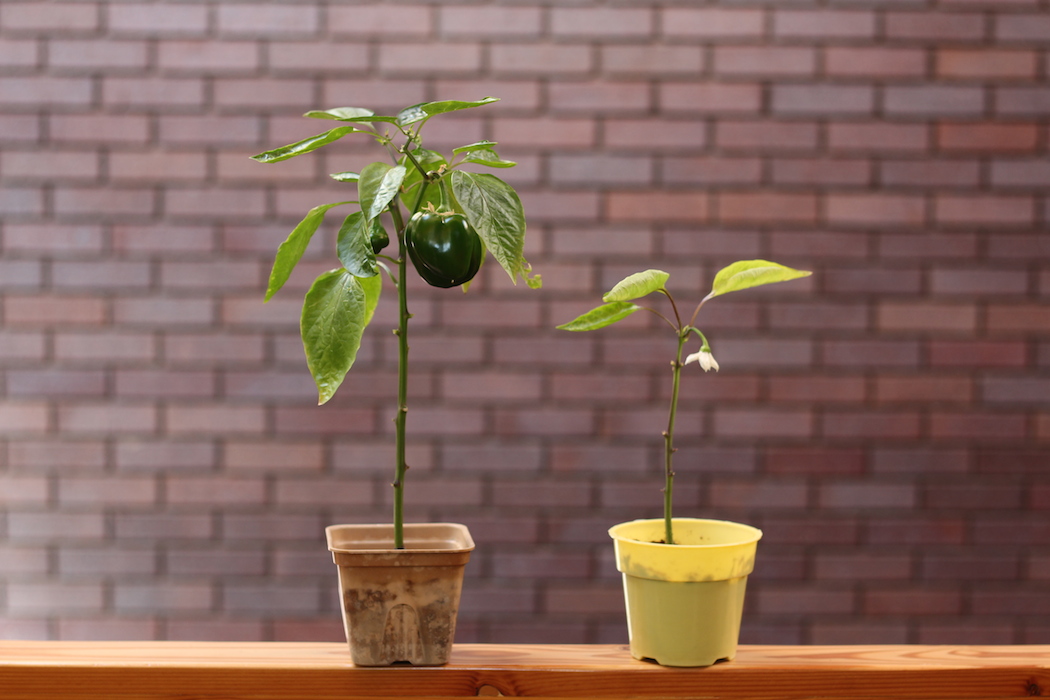 selfeco-pot-growth-comparison
