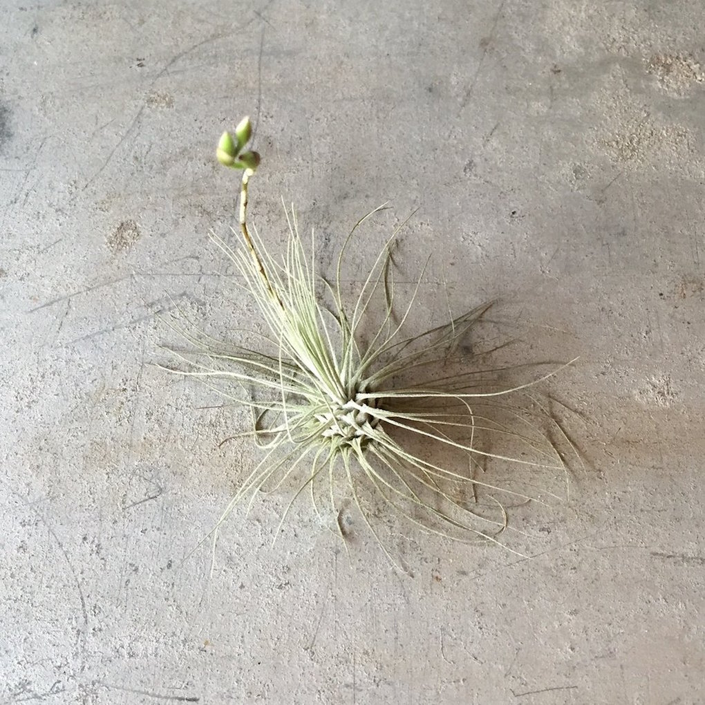 air plant