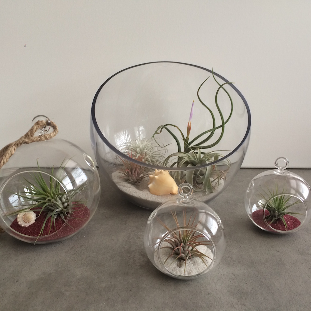 img_2016_midwest_home_air_plants_terrariums_X_jpg