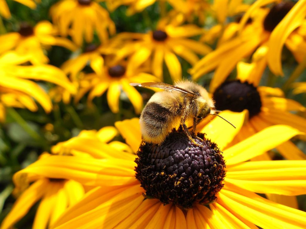 honey bee on flower
