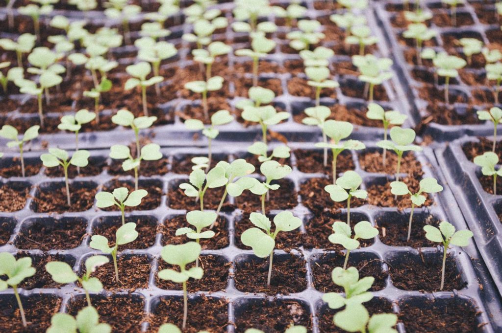 Seedlings beginning to sprout in started pods