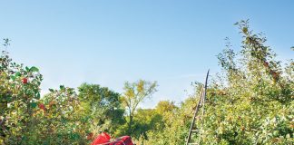 Get the Look: Fall Picnic Road Trip Fall-Picnic-Car