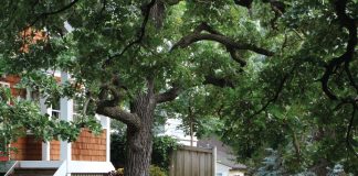 An Annual Redesign Transforms Minneapolis Garden Front-yard-plants