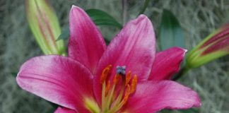 Purple-Prince-Oriental-Lily
