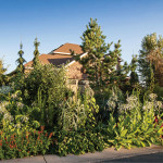 Tangletown Gardens owner Dean Engelmann Shows Off His Home Garden Annuals, Trees, and other plants surround Engelmann's home