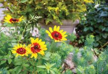 Plant Groups Black-Eyed Susans in Long's Garden