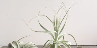 Air Plants air plants