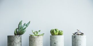 Set In (Stylish) Concrete Concrete Planters with succulents