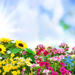 Twin Cities Top 5 Spring Plant Sales