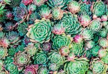 succulents