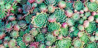 Carver Junk Company and the DIY Succulent Planter Bar succulents
