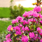 Gardening Books for Minnesotans
