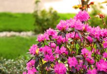 Gardening Books for Minnesotans