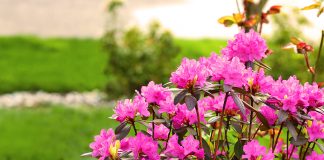 Gardening Books for Minnesotans