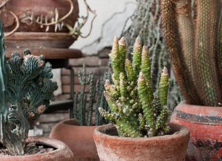 Madre Cacti Co. Brings Southwest Style to Minnesota