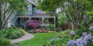 hydrangea garden in front yard