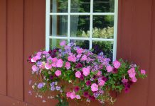 North Shore’s Lundie Tour A red timber-frame Lundie cabin with flowers in the window.