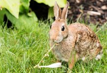 Tips for Foiling Garden Grazers