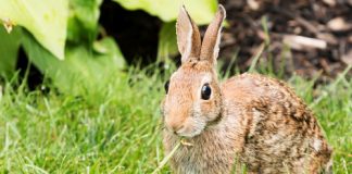 Tips for Foiling Garden Grazers