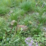Tour Minneapolis City Hall’s Green Roof