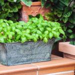An Herb Garden For Repelling Mosquitoes potted fresh basil