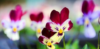 two violets in a field