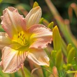 Sales + Events: July 17-22 has day lilies, over-dyed rugs, and outdoor furniture (Photo by Justin/Fotolia) See daylillies this weekend at the Minnesota Landscape Arboretum, one of our top sales and events picks for the week.