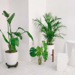 Seven Indoor Plants to Freshen Up Your Home
