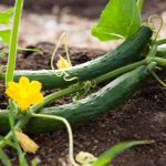 Five Flower + Vegetable Combinations for a Thriving Garden