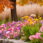 Q&A with MN Landscape Arboretum Director Peter Moe Fall flower bed