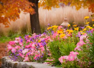 Q&A with MN Landscape Arboretum Director Peter Moe Fall flower bed