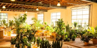 Nine Plant Shops to Visit in the Twin Cities