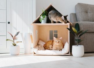 Picture-Perfect Pet Furniture