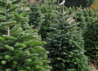 Evergreen Elegance: A Go-to Guide for Christmas Tree Care