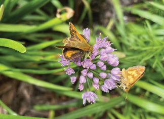 Expert Column: Attracting Pollinators