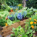 Growing Season: Tips & Tricks From Hennepin County Master Gardener Volunteers