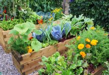 Growing Season: Tips & Tricks From Hennepin County Master Gardener Volunteers