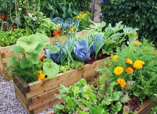 Growing Season: Tips & Tricks From Hennepin County Master Gardener Volunteers