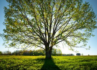 Planting Trees for Pollinators: An Arborist’s Advice