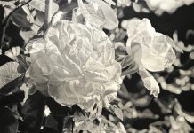 Now On View: ‘Stillness in Bloom’ at the Arboretum
