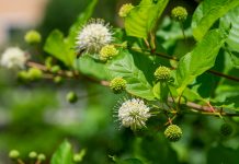 Trend Forecast, 2026: Enhance Curb Appeal with Plants and More Yard trends: bursting buttonbush blooms