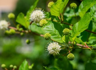 Trend Forecast, 2026: Enhance Curb Appeal with Plants and More Yard trends: bursting buttonbush blooms