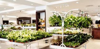 Twin Cities Shops for Houseplants That Will Brighten Your Home Lost in the Forrest shop interior. August 12, 2026