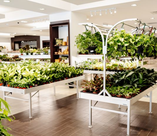 Twin Cities Shops for Houseplants That Will Brighten Your Home Lost in the Forrest shop interior. August 12, 2026