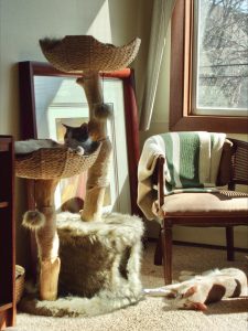 Mau Pets' Cento cat tree. August 4, 2026